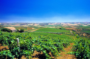 Vineyards on the hills around Marsala