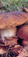 Sicilian mushrooms