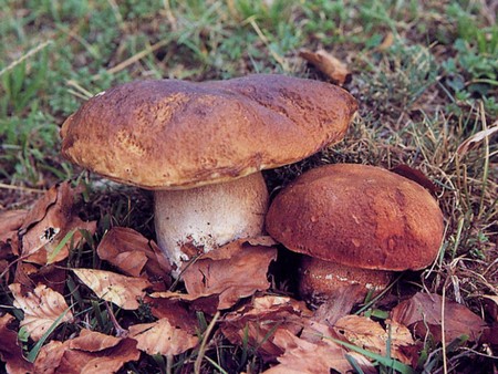 Sicilian mushrooms