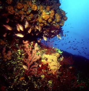 Capo Gallo Sicily diving