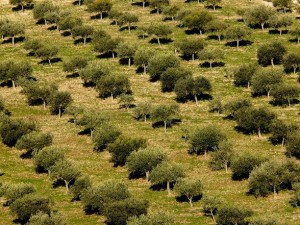 Olive groves Sicily