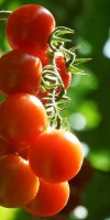 Cherry tomatoes from Pachino Sicily