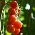 Cherry tomatoes from Pachino Sicily