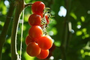 Cherry tomatoes from Pachino Sicily