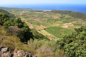 The cultivated plain of Ghirlanda in Pantelleria
